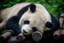 Load image into Gallery viewer, Panda Love Tracy Mccrackin Giclée - Tracy McCrackin Photography