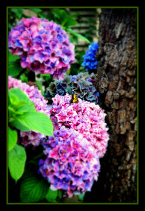 Butterflies and Hydrangeas 5 x 7 / Colored Tracy McCrackin Photography GiclŽe - Tracy McCrackin Photography
