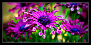 Purple Daisy 12 x 6 / Colored Tracy McCrackin Photography GiclŽe - Tracy McCrackin Photography