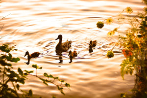 Baby Ducks by Sunset Tracy McCrackin Photography - Tracy McCrackin Photography