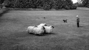 Irish Sheep Farm 5 x 7 / B&W Tracy McCrackin Photography GiclŽe - Tracy McCrackin Photography
