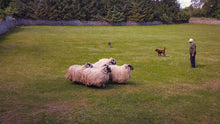 Load image into Gallery viewer, Irish Sheep Farm 5 x 7 / Vintage Tracy McCrackin Photography GiclŽe - Tracy McCrackin Photography