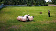 Load image into Gallery viewer, Irish Sheep Farm 5 x 7 / Colored Tracy McCrackin Photography GiclŽe - Tracy McCrackin Photography