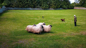 Irish Sheep Farm 5 x 7 / Colored Tracy McCrackin Photography GiclŽe - Tracy McCrackin Photography