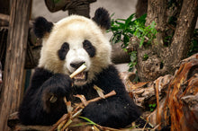Load image into Gallery viewer, Hungry Panda at the Panda Zoo 5 x 7 / Colored Tracy McCrackin Photography GiclŽe - Tracy McCrackin Photography