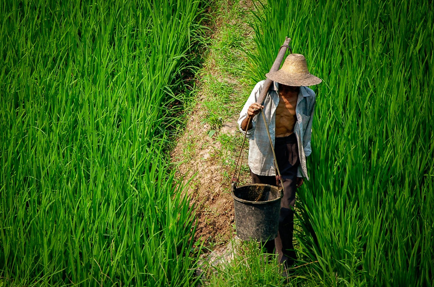 Rice Farmer in China 8 x 10/12 / Colored Tracy McCrackin Photography - Tracy McCrackin Photography