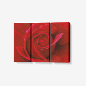 Red Rose- 3 panel wall art - Framed Ready to Hang 3x8"x18" Printy6 Wall art - Tracy McCrackin Photography
