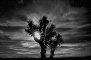 Moonrise over Joshua Tree (Color & BW) 5 x 7 / B&W Tracy McCrackin Photography GiclŽe - Tracy McCrackin Photography