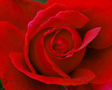 Load image into Gallery viewer, red-rose