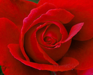 Scarlet Rose 12 x 6 / Colored Tracy McCrackin Photography GiclŽe - Tracy McCrackin Photography
