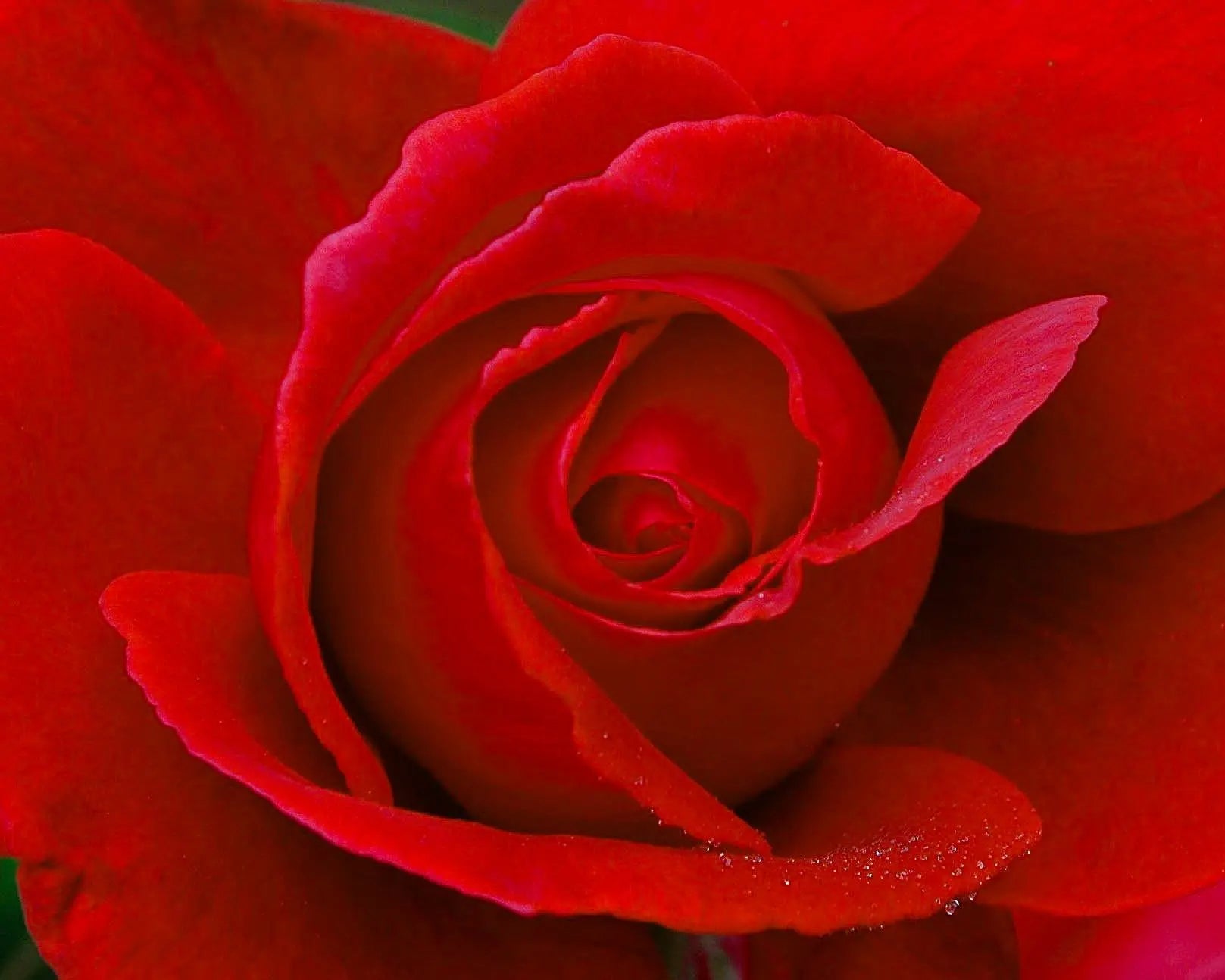 red-rose Giclee / Colored / 12 x 6 Tracy McCrackin Photography GiclŽe - Tracy McCrackin Photography