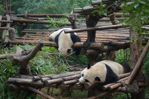 Sleeping Pandas in China Digital Download Tracy McCrackin Photography GiclŽe - Tracy McCrackin Photography