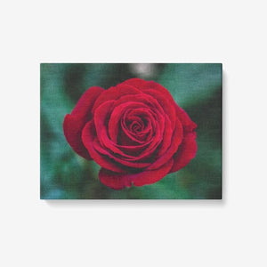 Single Red Rose - 1 Piece Canvas Wall Art - Framed Ready to Hang 24"x18" Printy6 Wall art - Tracy McCrackin Photography