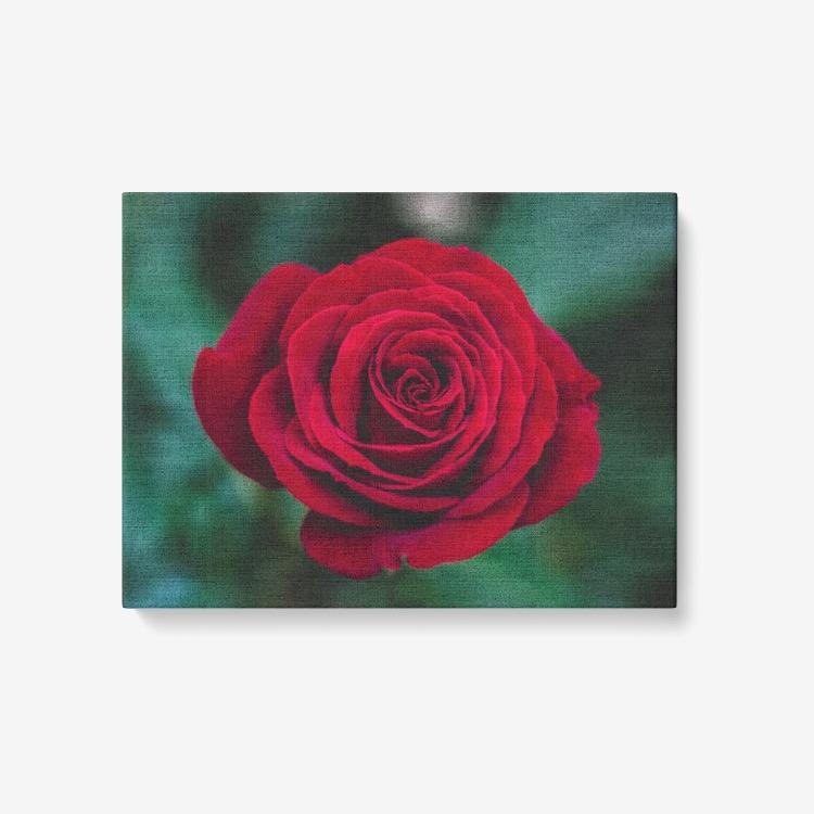Single Red Rose - 1 Piece Canvas Wall Art - Framed Ready to Hang 24