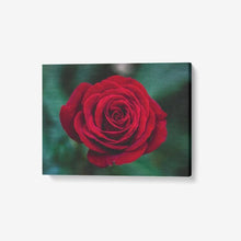 Load image into Gallery viewer, Single Red Rose - 1 Piece Canvas Wall Art - Framed Ready to Hang 24&quot;x18&quot; Printy6 Wall art - Tracy McCrackin Photography
