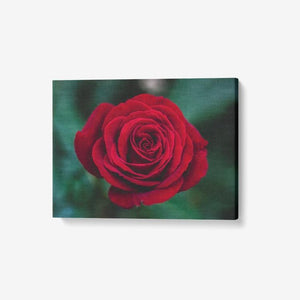 Single Red Rose - 1 Piece Canvas Wall Art - Framed Ready to Hang 24"x18" Printy6 Wall art - Tracy McCrackin Photography