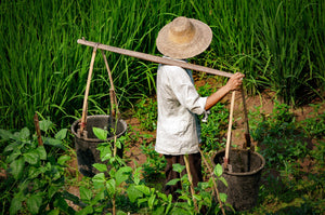 chinese-rice-farmer