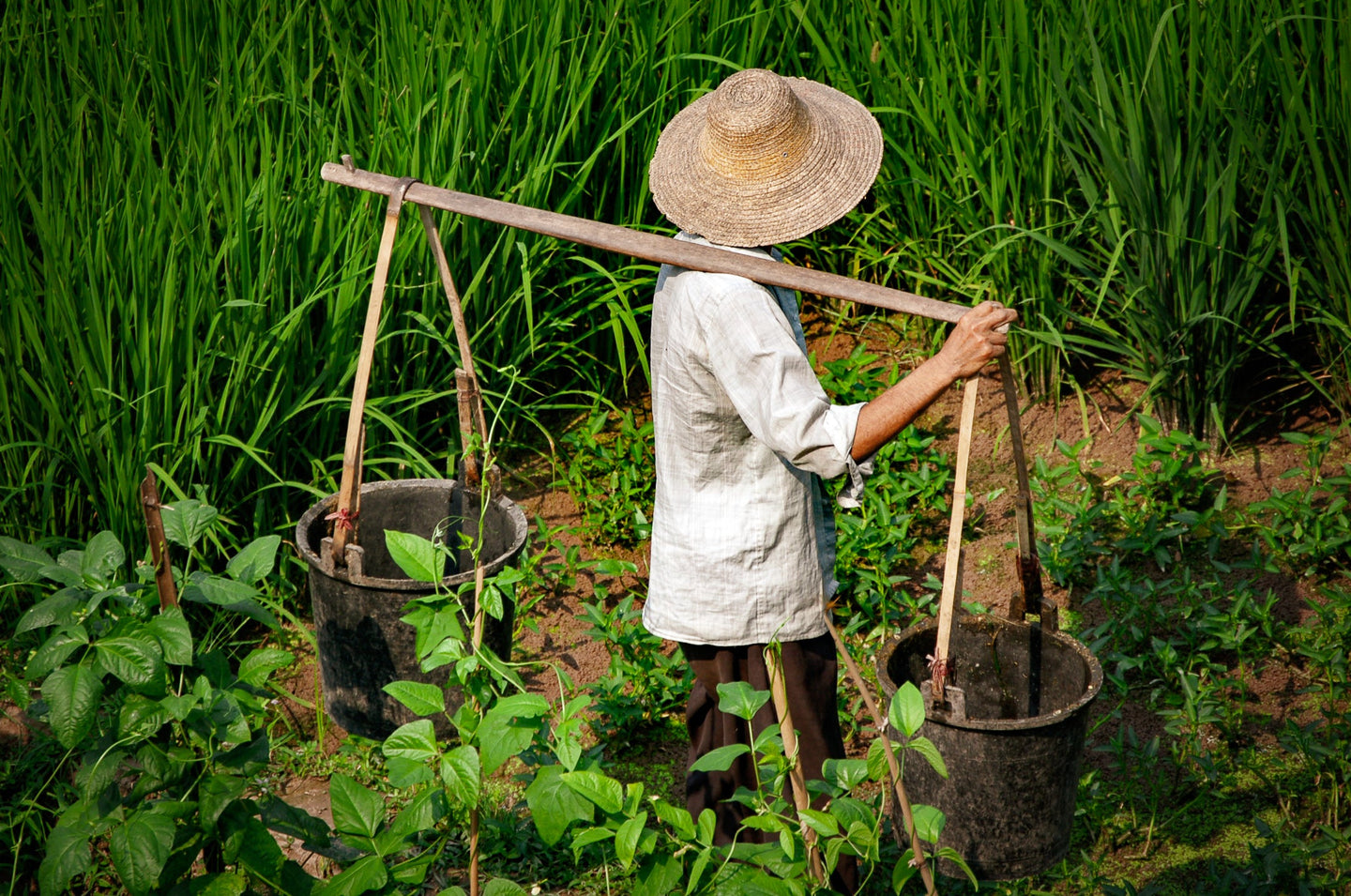 Chinese Rice Farmer With Buckets 5 x 7 / Colored Tracy McCrackin Photography - Tracy McCrackin Photography