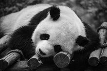 Load image into Gallery viewer, panda-bear-at-the-panda-zoo-b-w