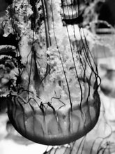 Load image into Gallery viewer, Madusa Jellyfish 5x7 / B&amp;W Tracy McCrackin Photography Wall art - Tracy McCrackin Photography