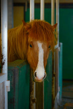 Load image into Gallery viewer, icelandic-horses