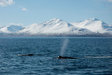 Load image into Gallery viewer, killer-whale-pods-in-the-artic