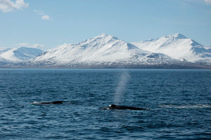killer-whale-pods-in-the-artic