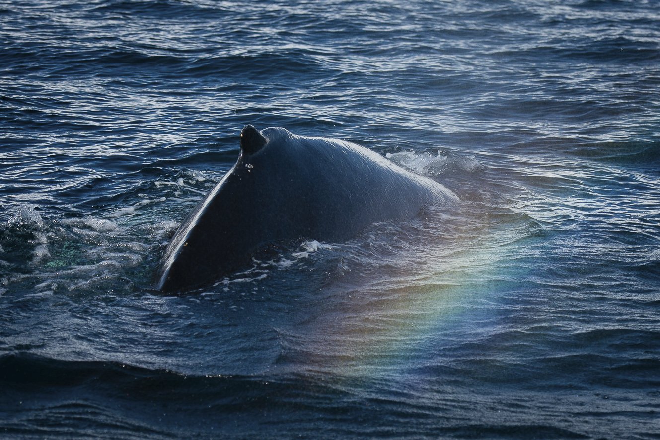 Rainbow over Whale Hump... Pods in Artic Tracy McCrackin Photography Gicl‚e - Tracy McCrackin Photography