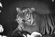 Load image into Gallery viewer, Majestic Tiger 5 x 7 / B&amp;W Tracy McCrackin Photography GiclŽe - Tracy McCrackin Photography